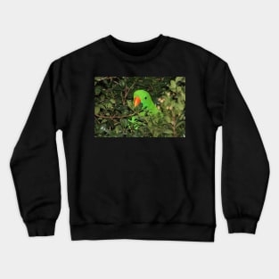 Hiding Out - Male Eclectus Parrot #2 Crewneck Sweatshirt